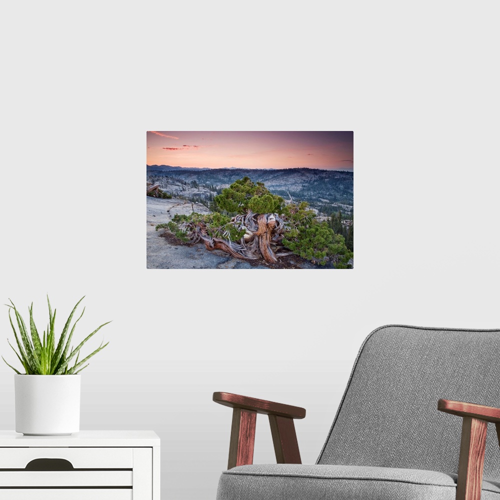 A modern room featuring Western Juniper on granite summit stunted by strong winds, Sierra Nevada, California