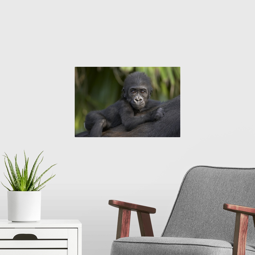 A modern room featuring Western Lowland Gorilla baby clinging to mother's back, critically endangered