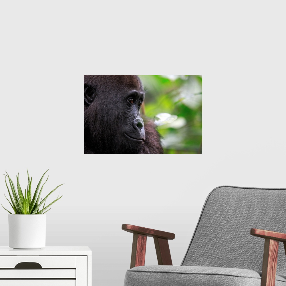 A modern room featuring Western lowland gorilla / Gorilla gorilla gorilla5 years old orphan gorilla involved in a reintro...
