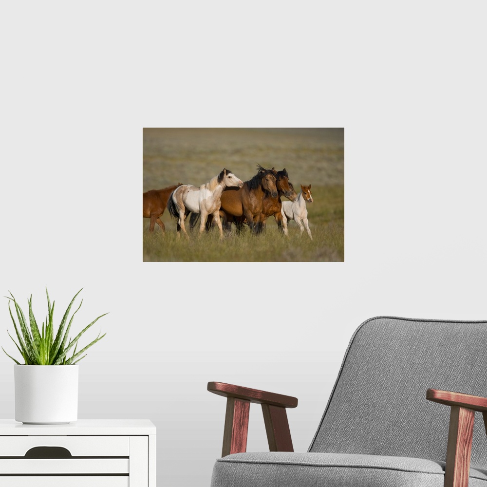 A modern room featuring Wild Horse herd running, Wyoming