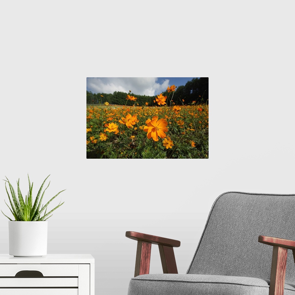 A modern room featuring Yellow Cosmos field in flower, Japan