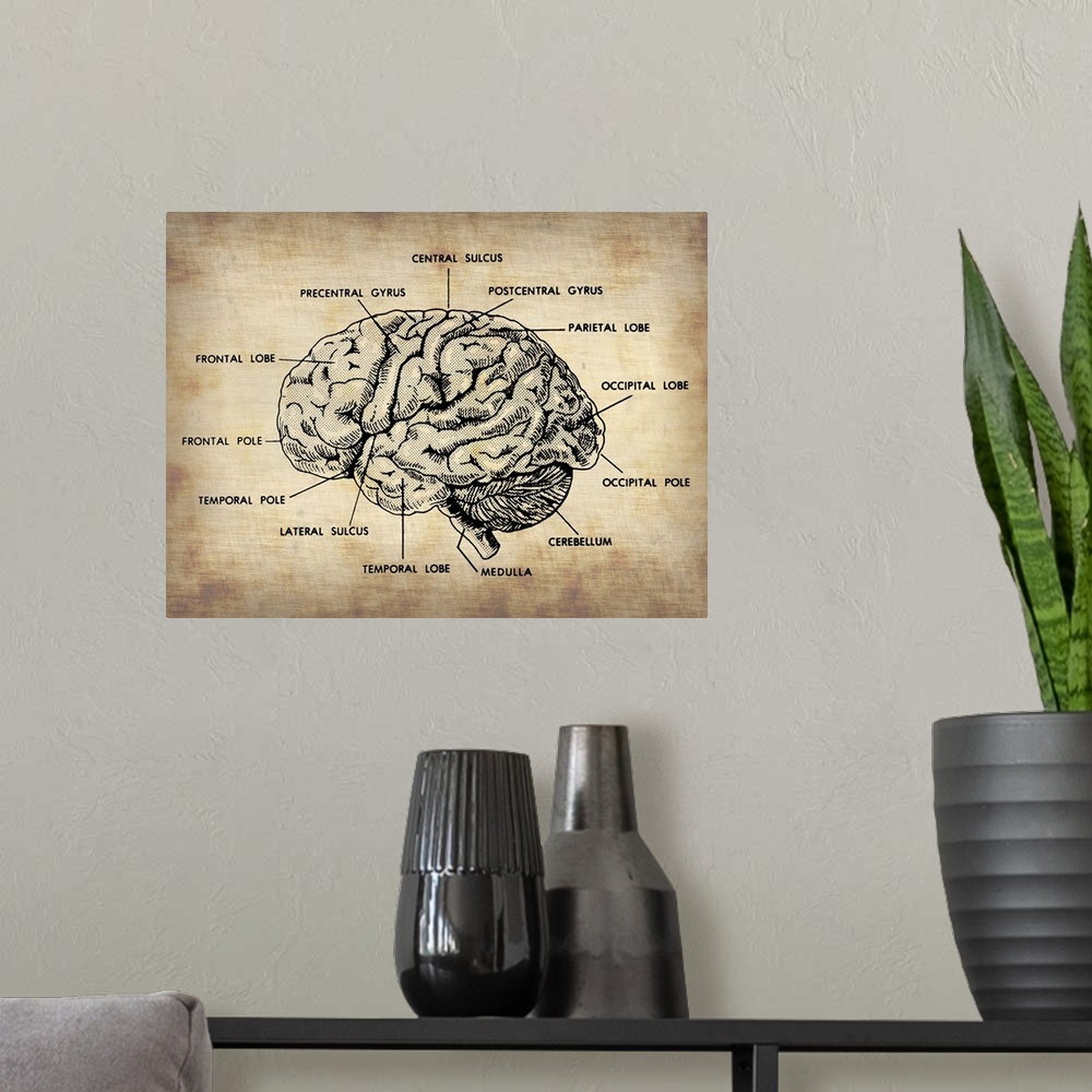 A modern room featuring Vintage Brain Map Anatomy, vintage art, vintage prints, old prints, old drawings