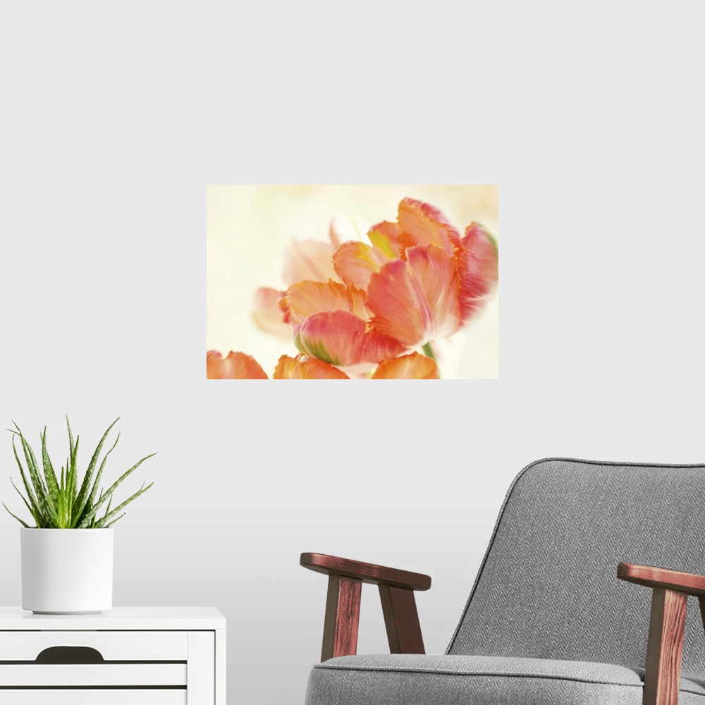 A modern room featuring Orange Parrot Tulip