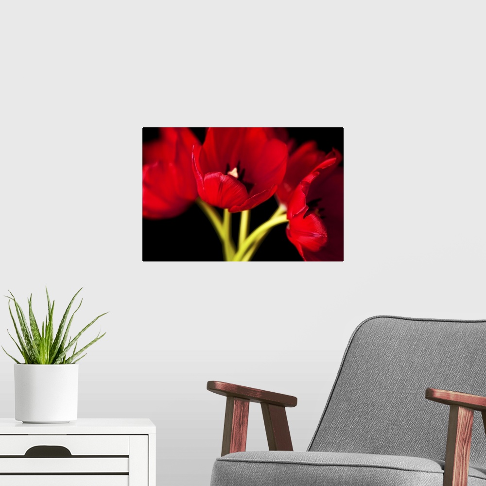 A modern room featuring Red Tulip
