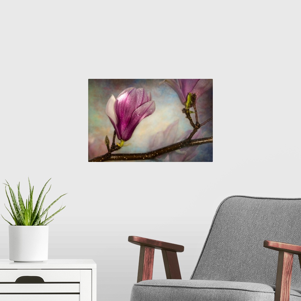 A modern room featuring Soft focus and texture effects applied to saucer magnolia buds - New York Botanical Garden.
