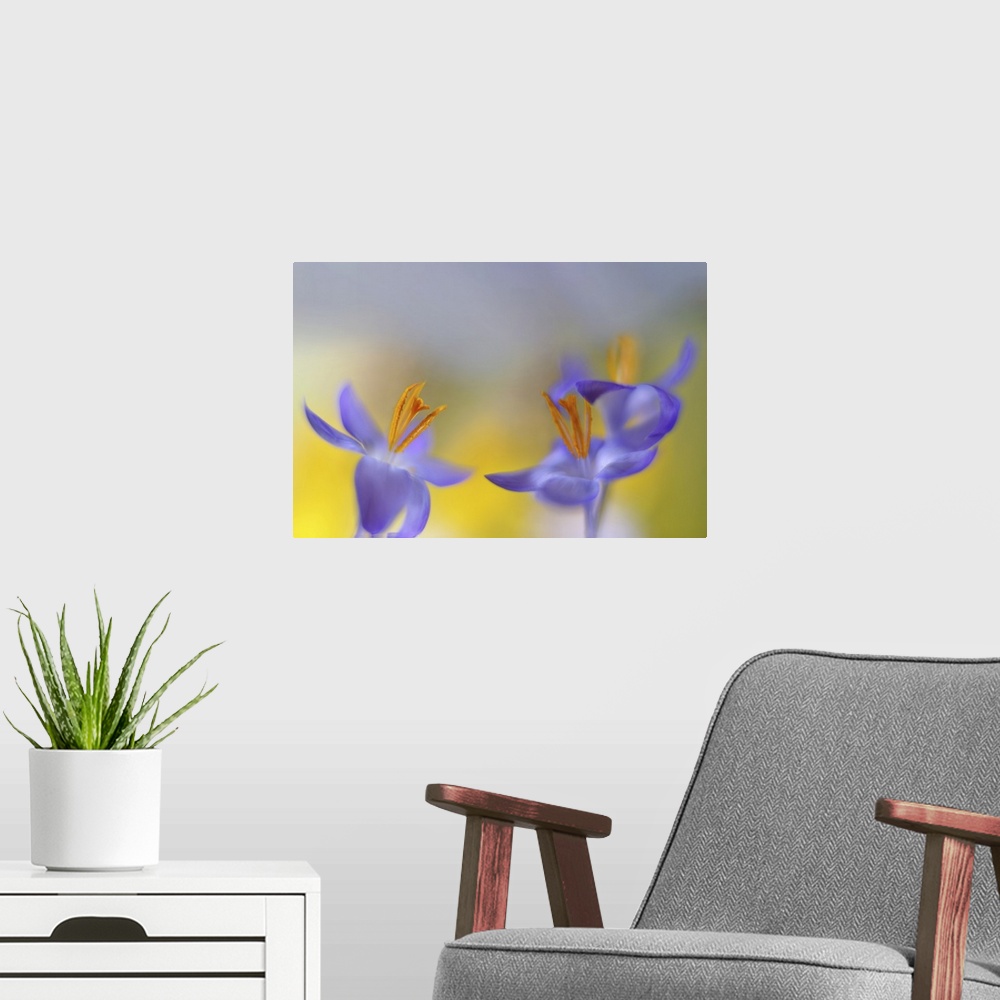 A modern room featuring Two images of Crocus are placed together.