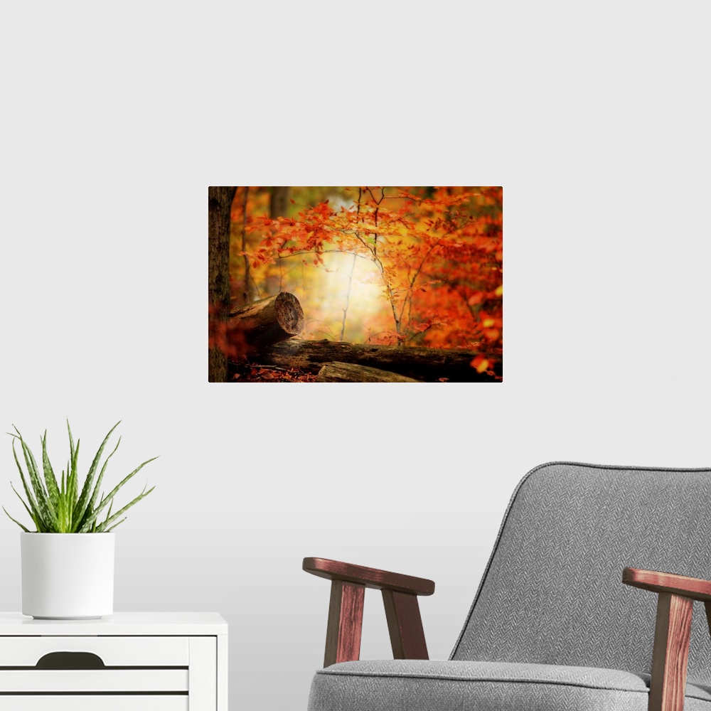 A modern room featuring Bright forest in autumn