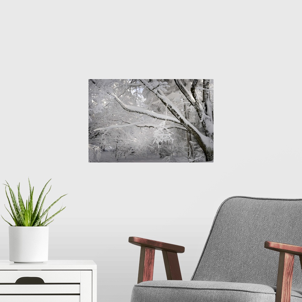 A modern room featuring A photograph of a forest covered in fresh snowfall.