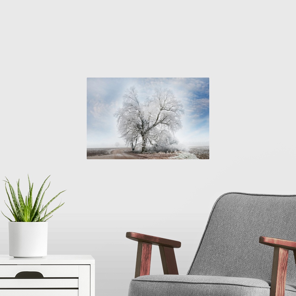 A modern room featuring Photograph of a dirt road winding next to a large snow covered tree in the middle of no where.