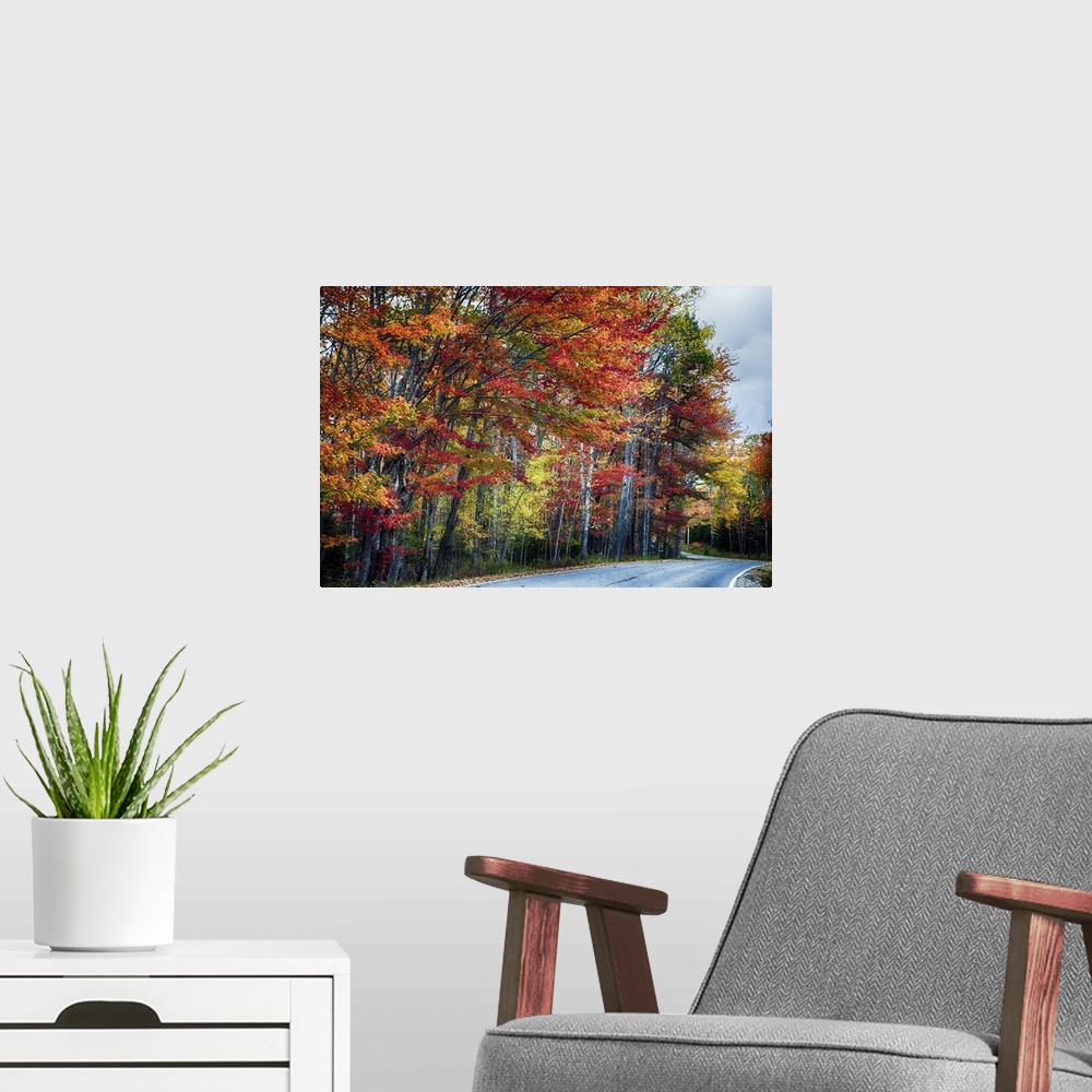 A modern room featuring A road along the edge of a forest with colorful trees in fall colors in Acadia, Maine.