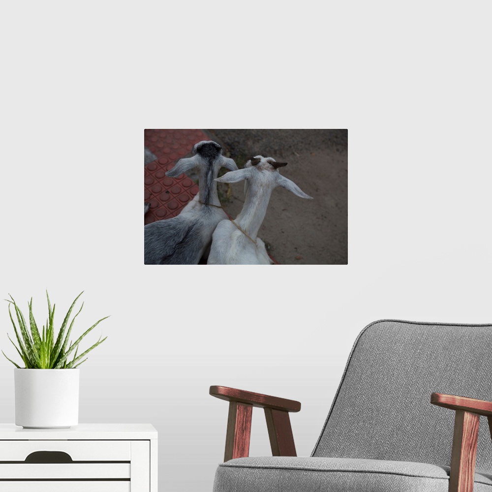 A modern room featuring Photograph looking down at two goats named Anthony and Cleopatra, from the backside.