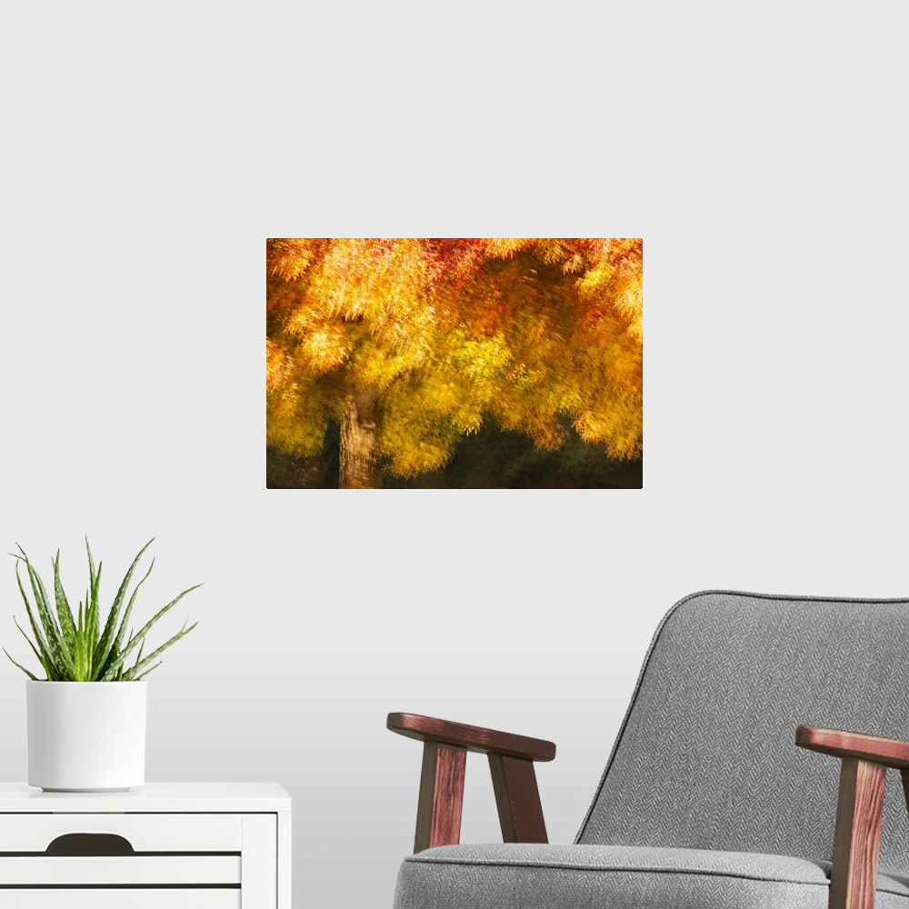 A modern room featuring An artistic approach to a colorful fall display of trees in a park.