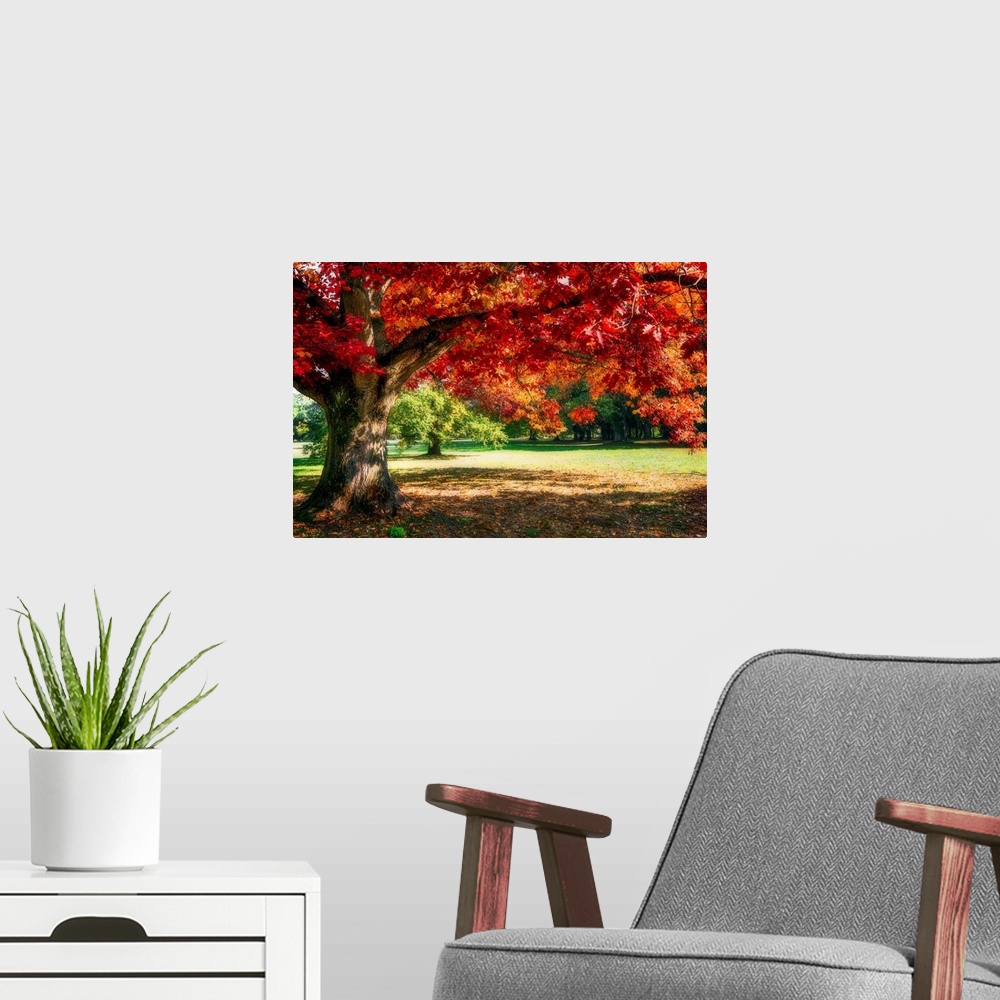 A modern room featuring A red oak tree in autumn