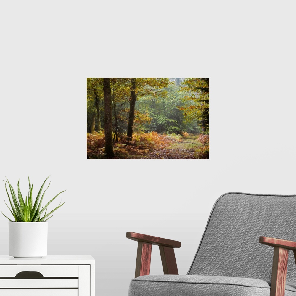 A modern room featuring Fallen leaves covering the ground of a forest in the fall.