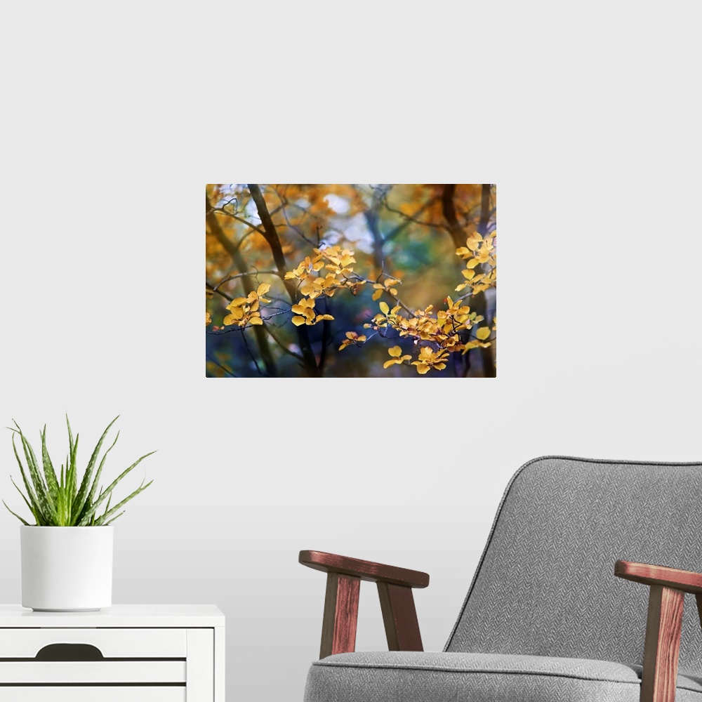 A modern room featuring Tranquil artistic photograph of a branch with many small golden leaves with thin trees in soft fo...