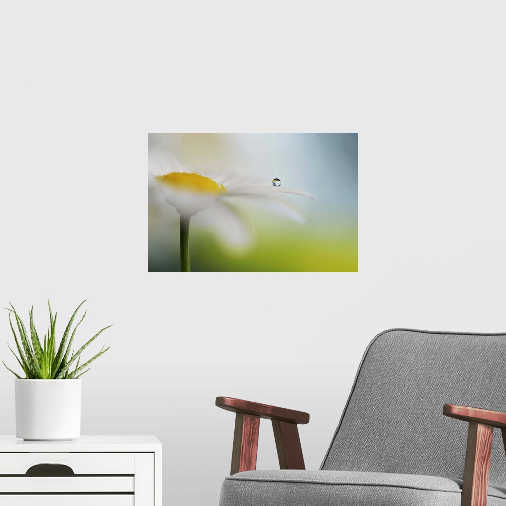 A modern room featuring A macro photograph of a water droplet sitting on a white and yellow flower.