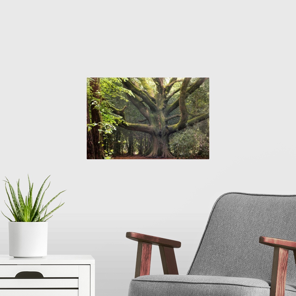 A modern room featuring Big beech tree in the legendary broceliande forest