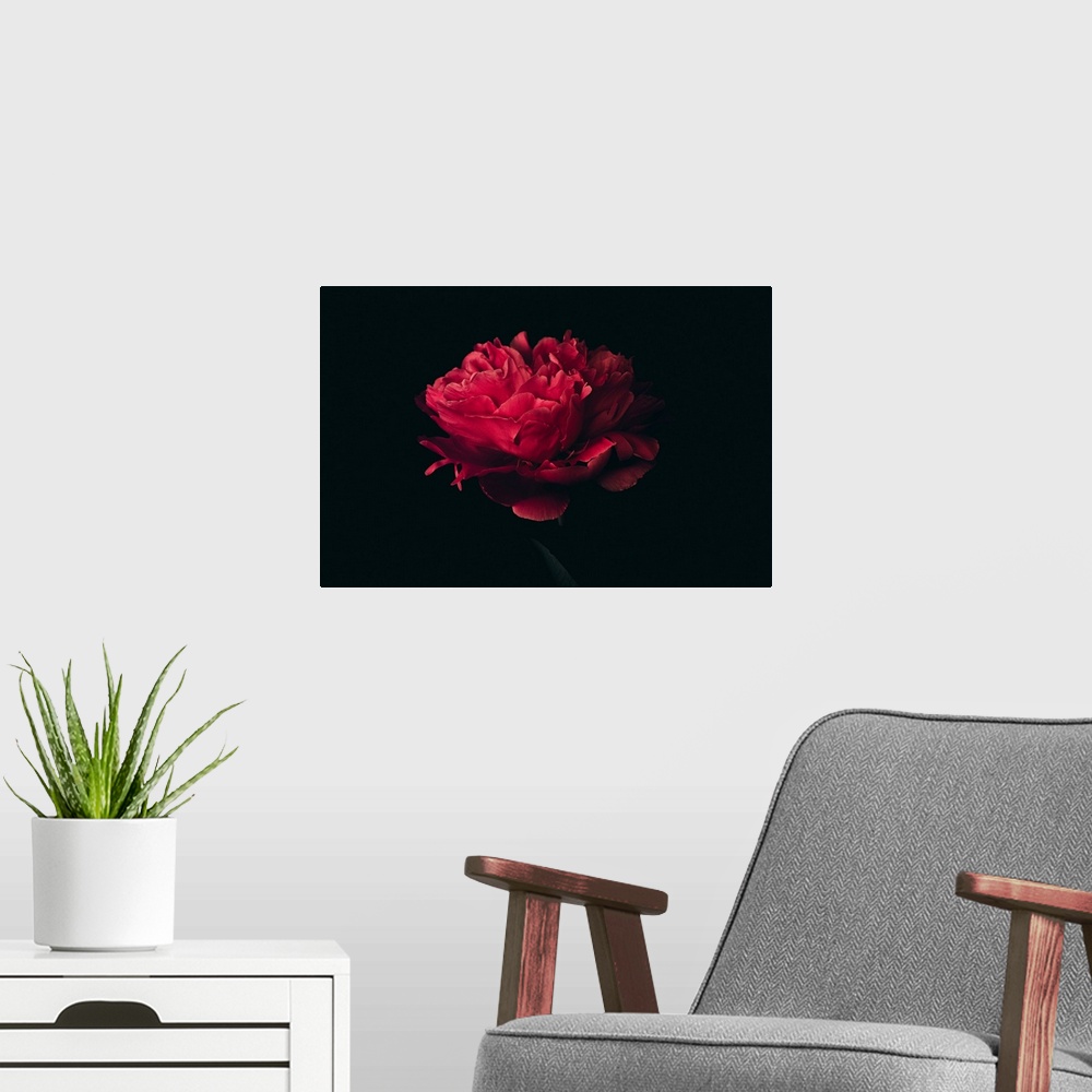 A modern room featuring Big head of red peony on a black background