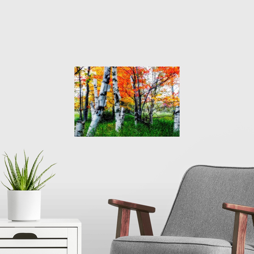 A modern room featuring Large image on canvas of trees with vivid fall foliage amongst long grass.