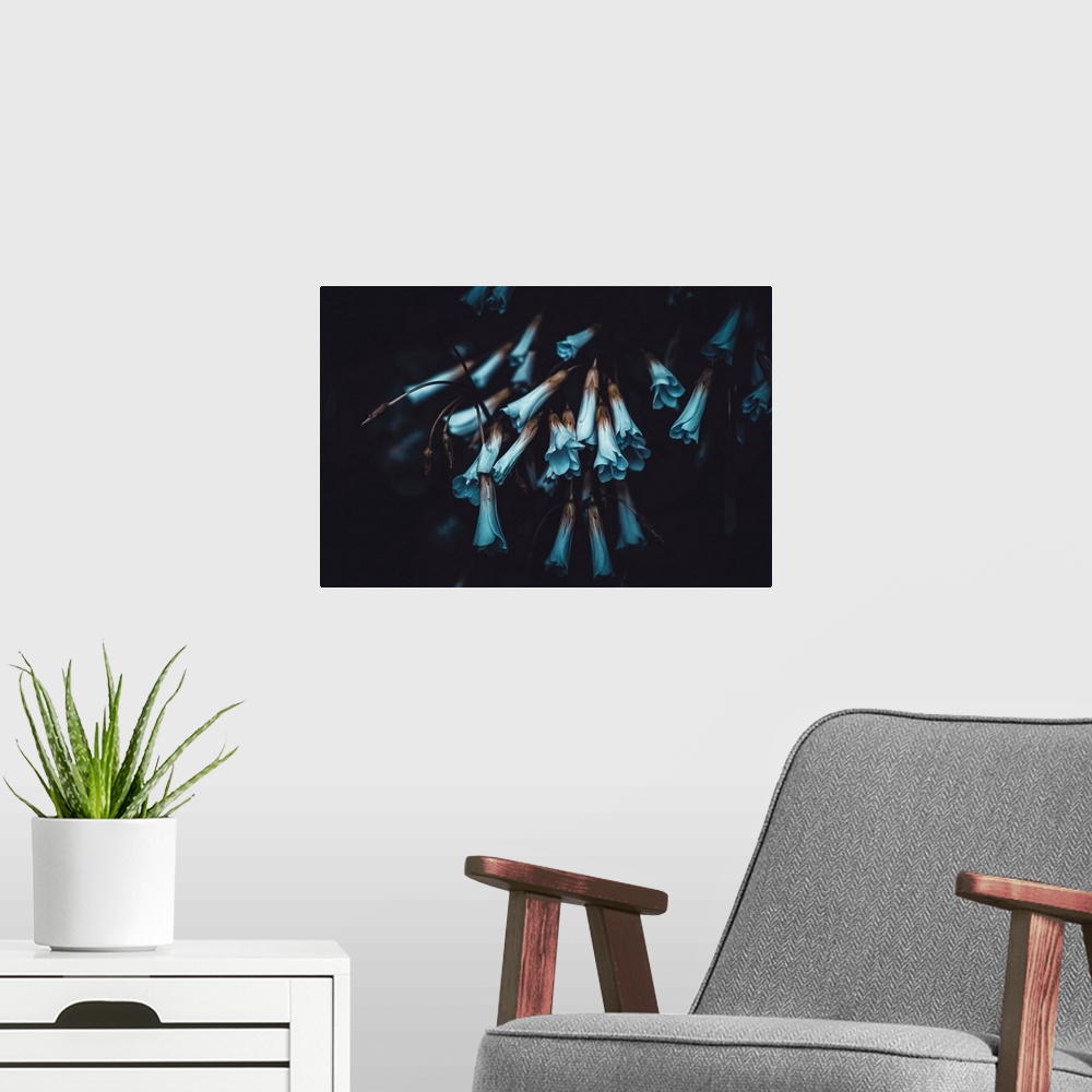 A modern room featuring Little blue flowers on a black background