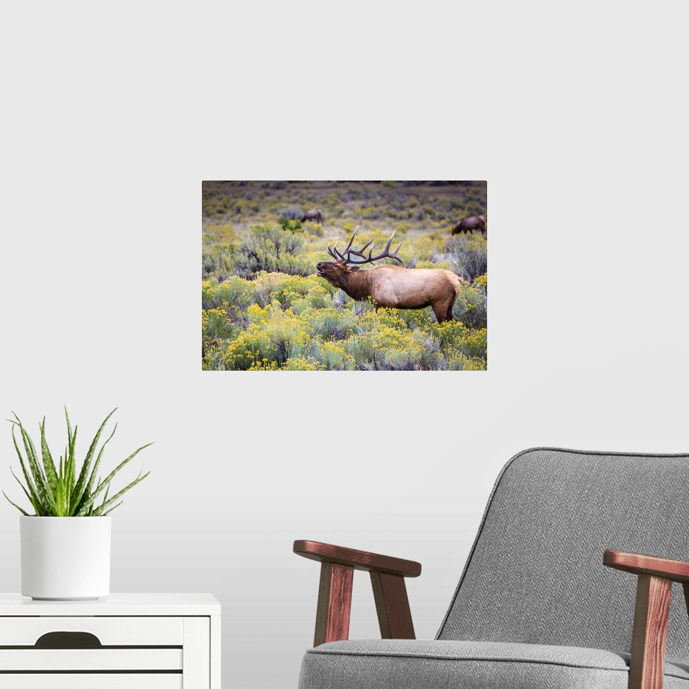 A modern room featuring Bugling elk in Yellowstone National Park, Wyoming