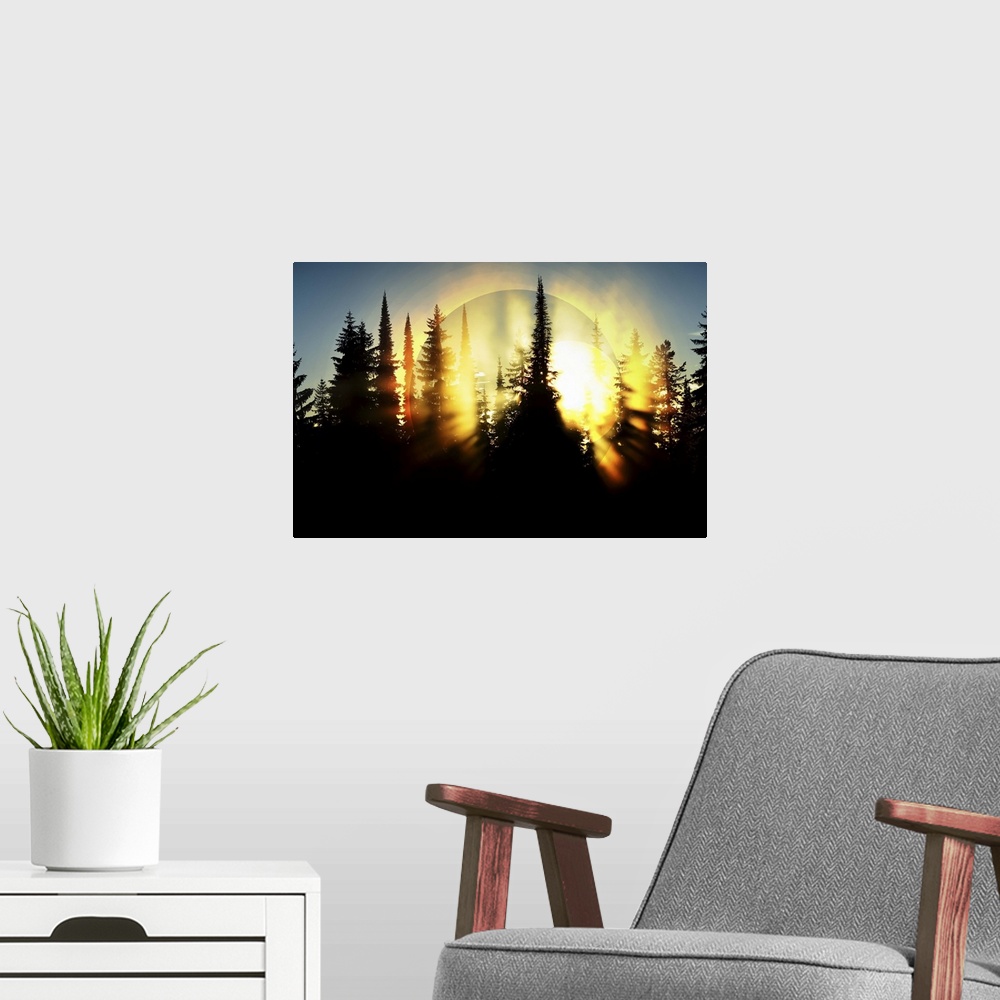 A modern room featuring A photograph of a forest canopy silhouetted by the rising sun.