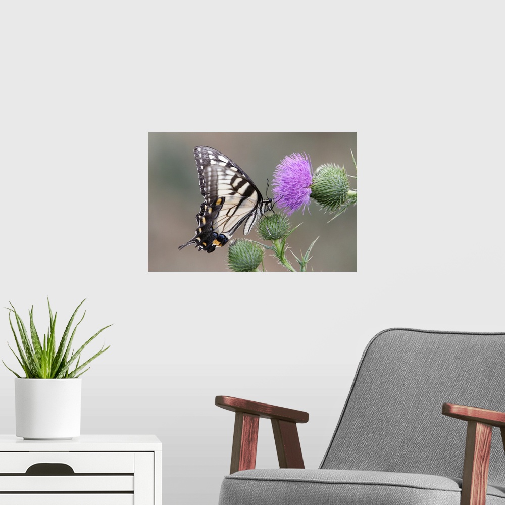 A modern room featuring Swallowtail Butterfly Close up View on a Bull Thistle.
