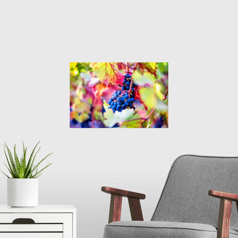 A modern room featuring A saturated and colorful photo of grapes on a grapevine.
