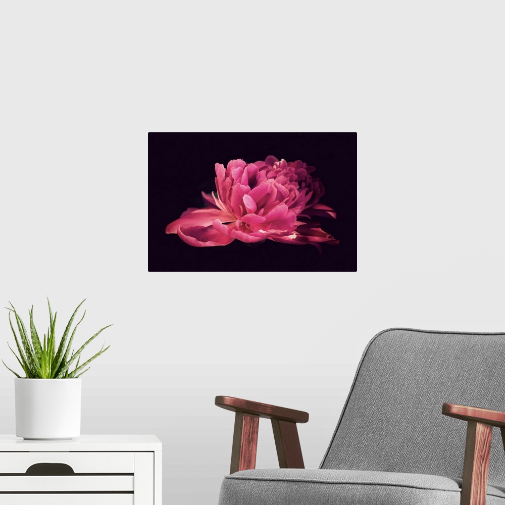 A modern room featuring Peony in very close up on a black background