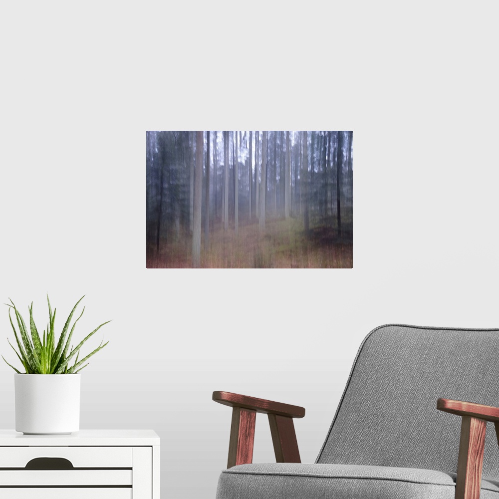 A modern room featuring Artistically blurred photo. Old pine forest Dover Plantage in North Jutland, Denmark, on a rainy ...