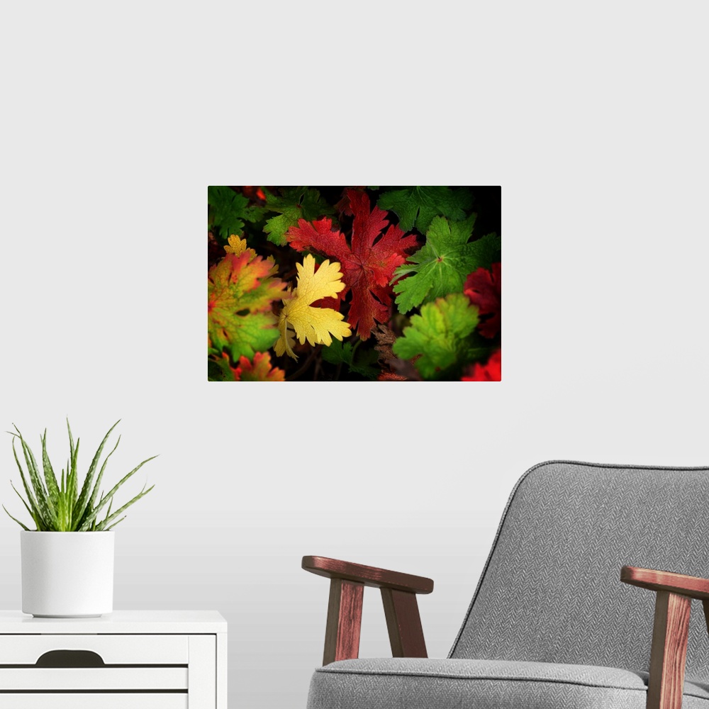 A modern room featuring Leaves of all colors in autumn