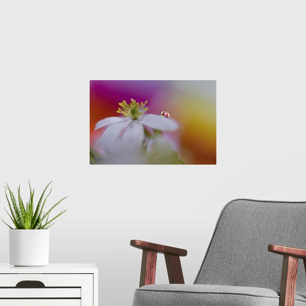 A modern room featuring Image of a drop of water on the petal of an anemone.