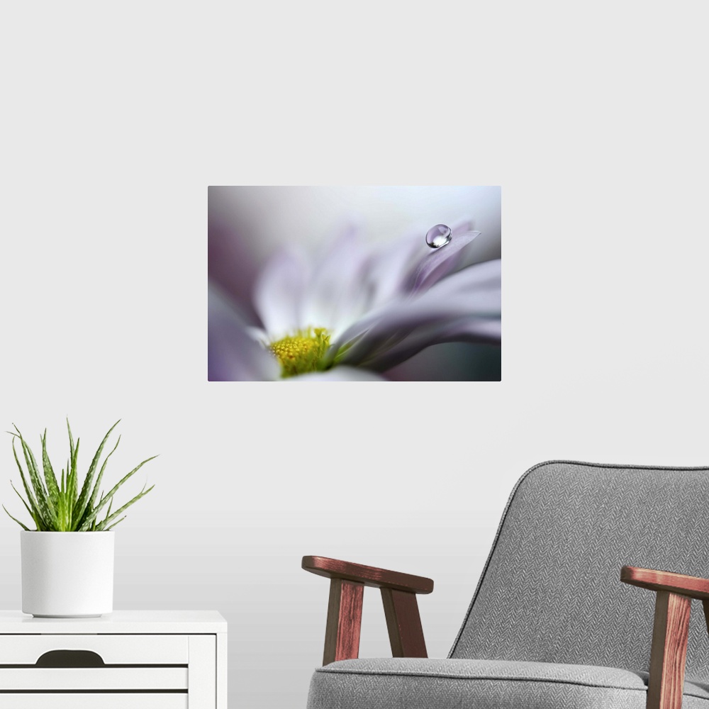 A modern room featuring Close up image of a flower with a single drop of water balancing on a petal.
