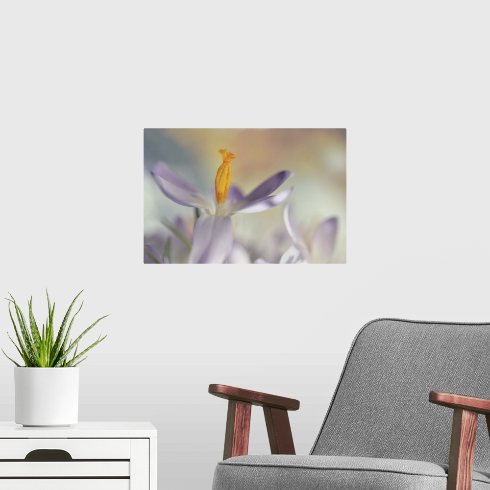 A modern room featuring A macro image of several crocuses with focus on the stamens on one of them.