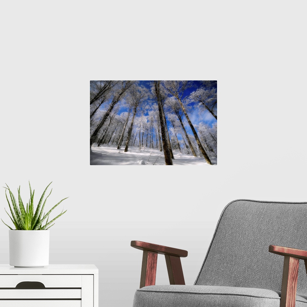 A modern room featuring A forest in winter with beautiful blue sky