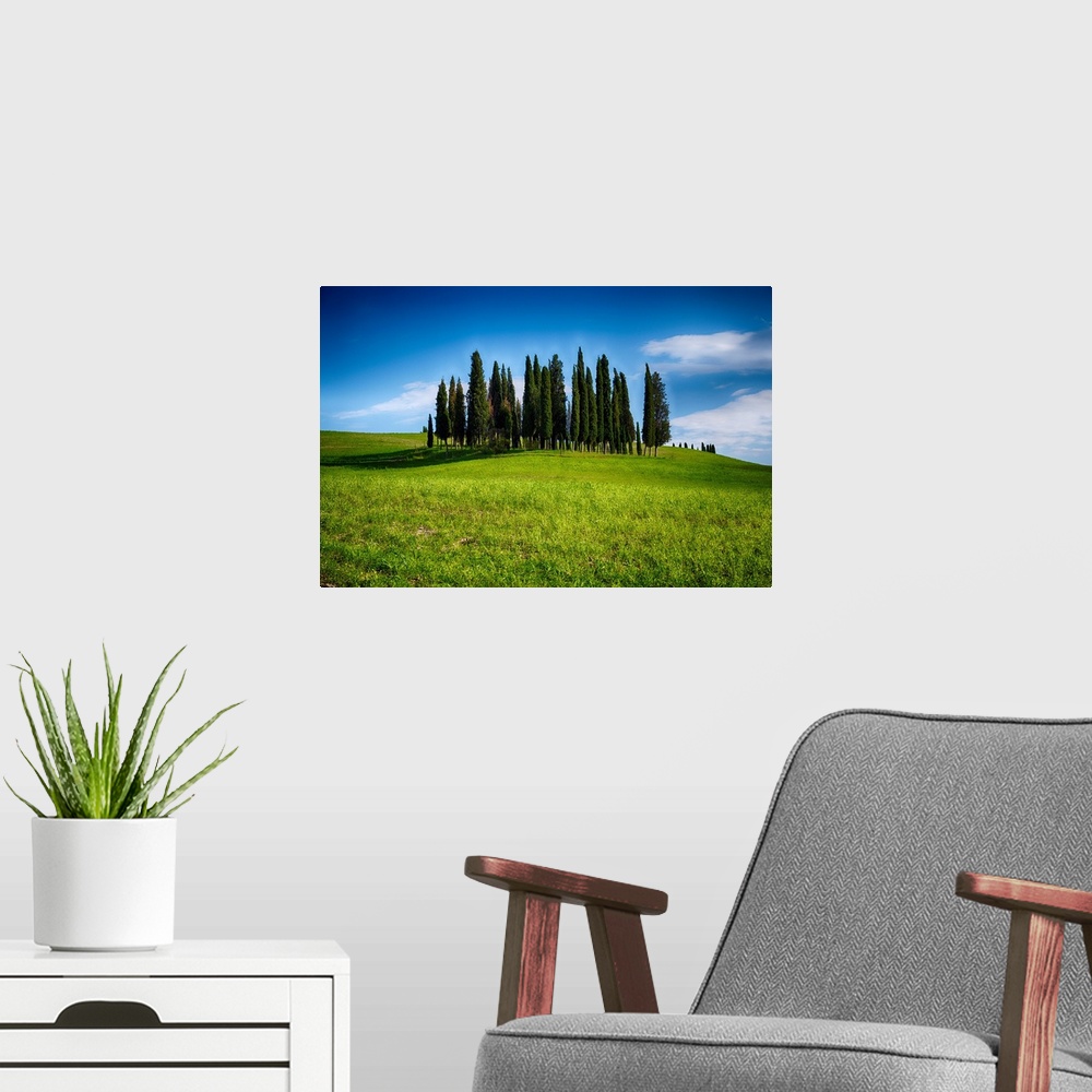 A modern room featuring Group of Cypress trees on a Knoll, San Quirico d'Orcia, Tuscany, Italy.