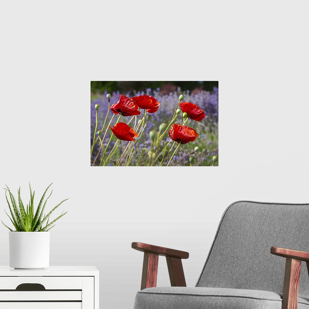 A modern room featuring Painterly poppies and lavender