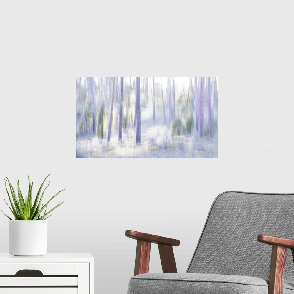 A modern room featuring Artistically blurred photo. A pine forest in nature reserve Lovo, south east Sweden, in the light...