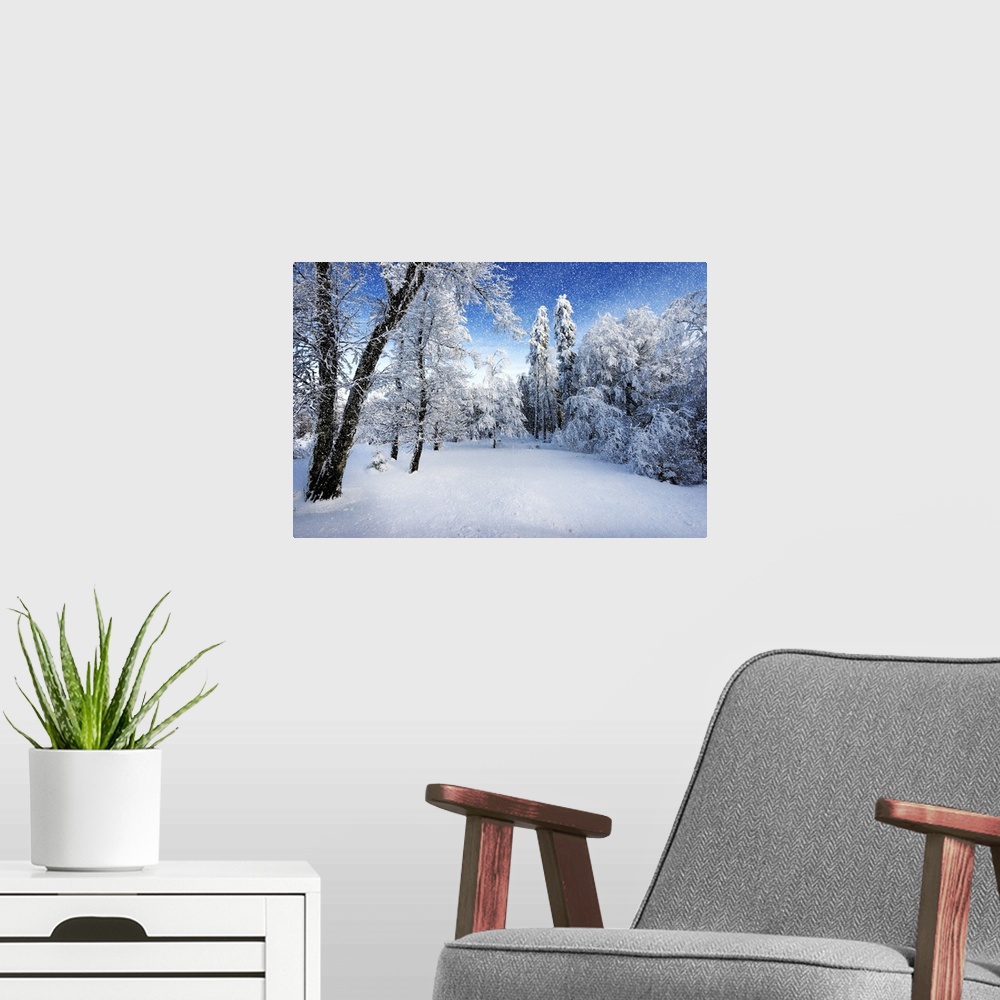 A modern room featuring A photograph of a forest in fresh snow in winter.