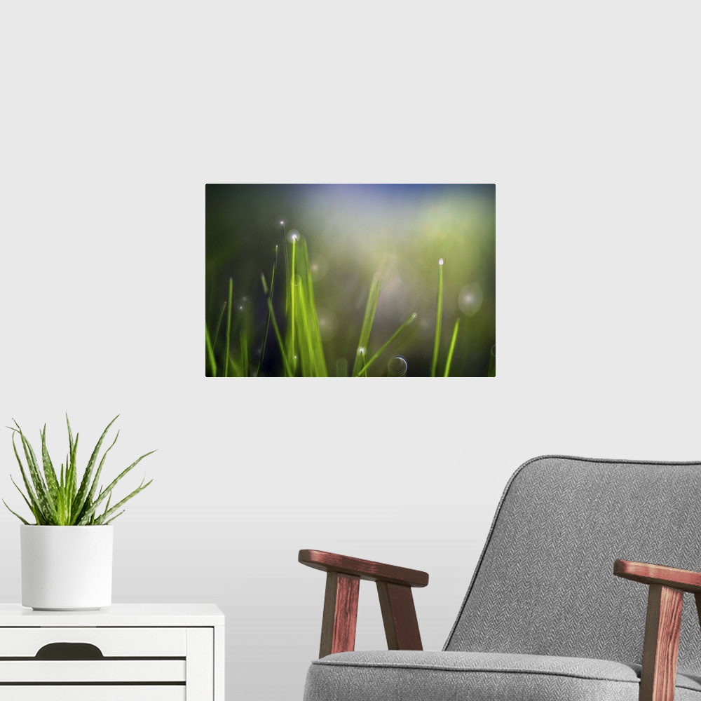 A modern room featuring Soft light on blades of grass with dew drops.