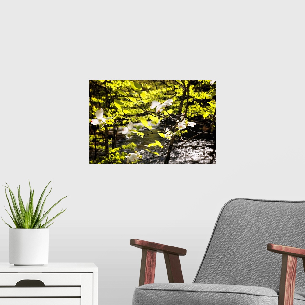 A modern room featuring A photograph of bright green leaves and little white flowers on tree branches.
