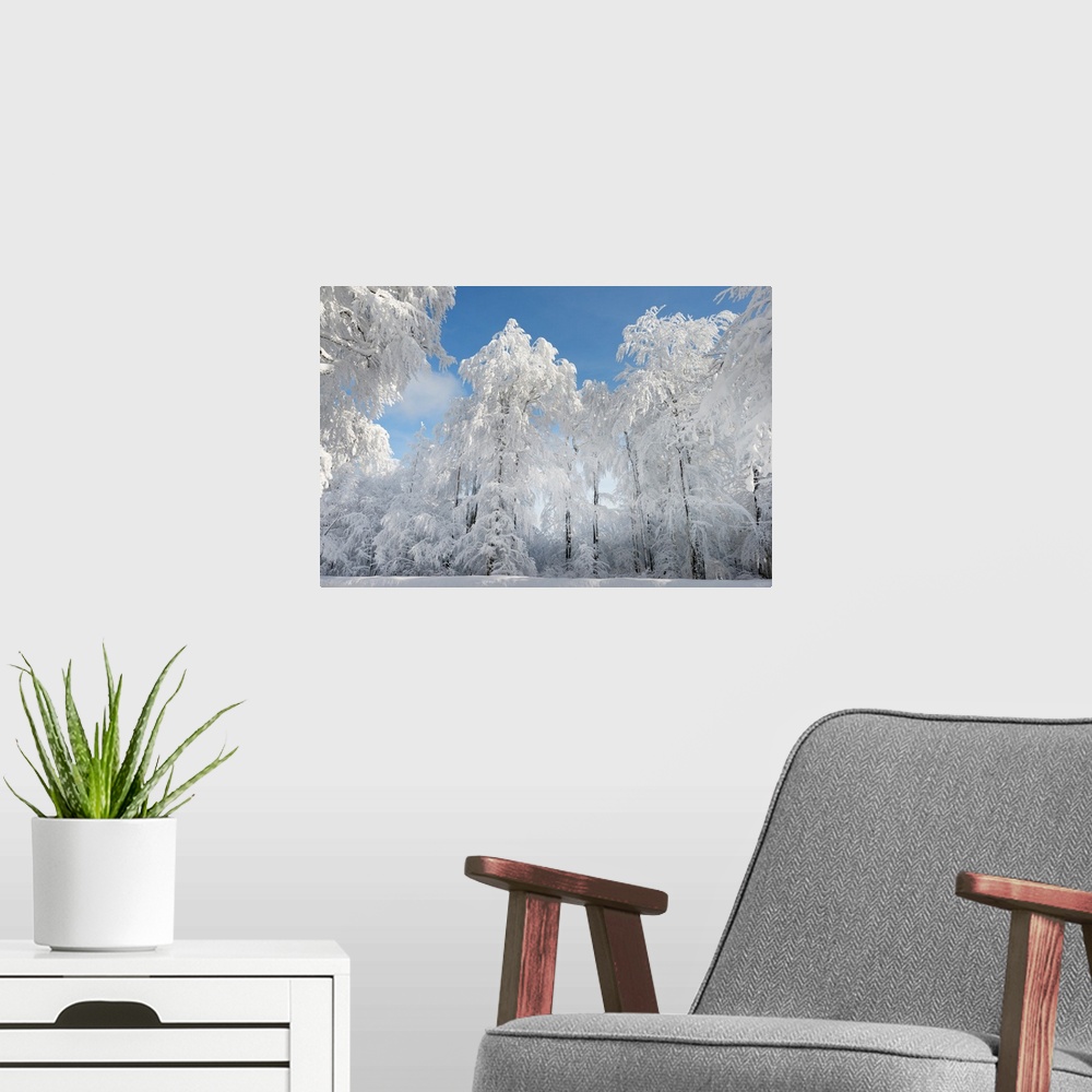 A modern room featuring Soft white snow covered trees in a forest.