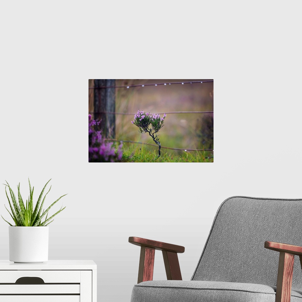 A modern room featuring Fine art photo of a small thistle plant growing near a wooden post.