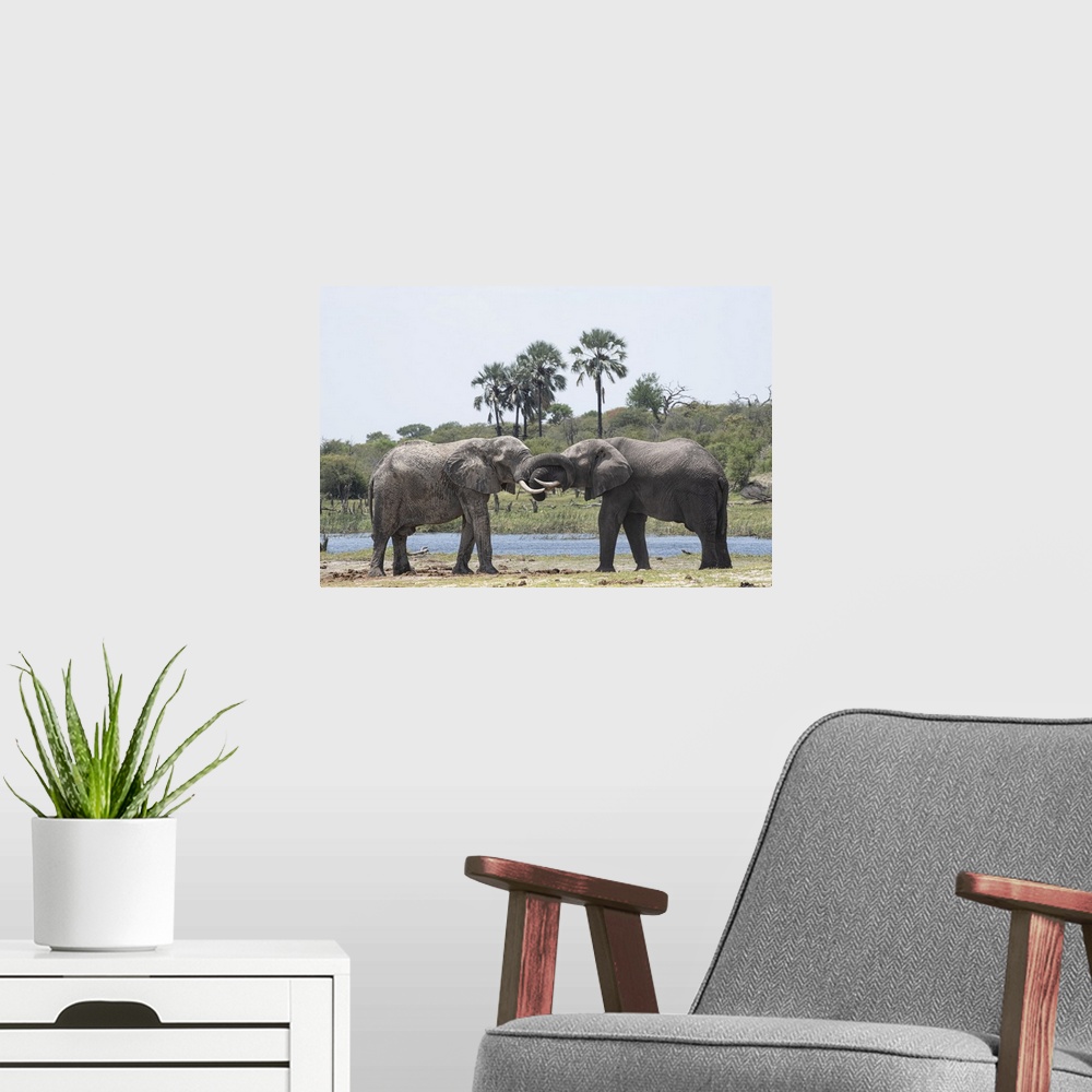 A modern room featuring Elephants Greet one another at the Boteti River.