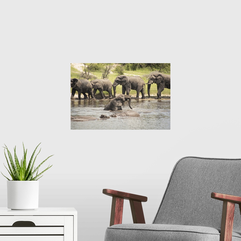 A modern room featuring Elephant splashes around with the hippos to keep cool.