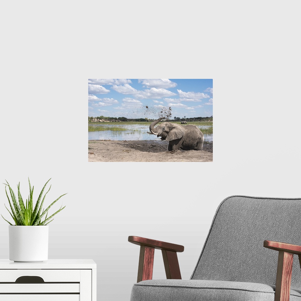A modern room featuring Elephant joyfully throws mud in the air next to the Boteti River in Botswana.