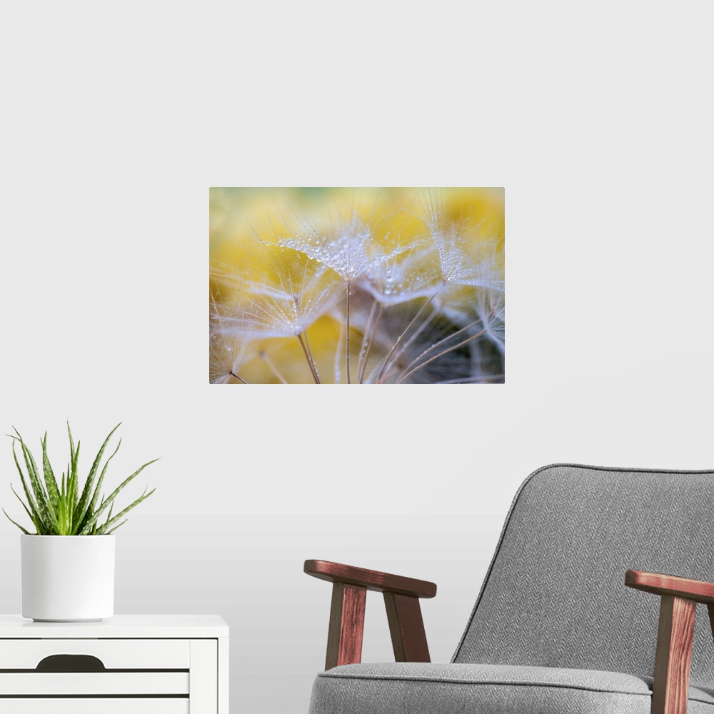 A modern room featuring An image of a dandelion taken in the studio with water droplets.