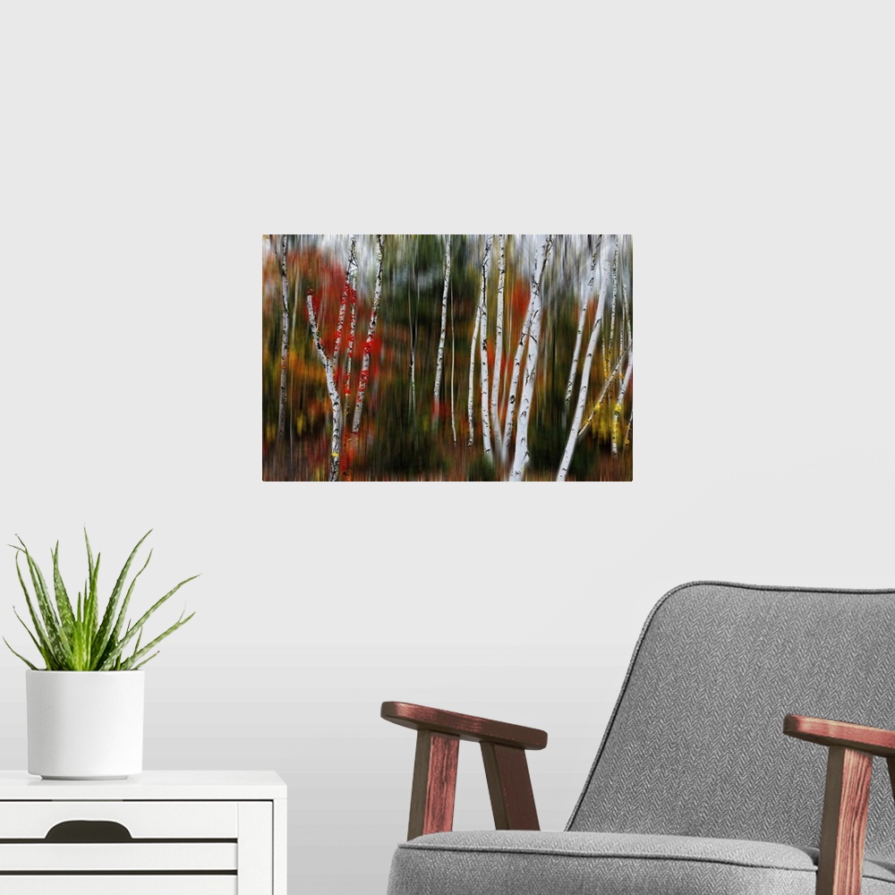A modern room featuring Nature abstract with birch trees in blurry forest, Acadia national park, Maine.