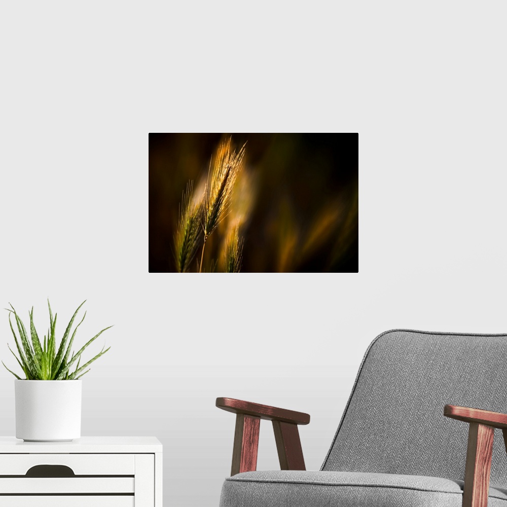 A modern room featuring Evening Grasses