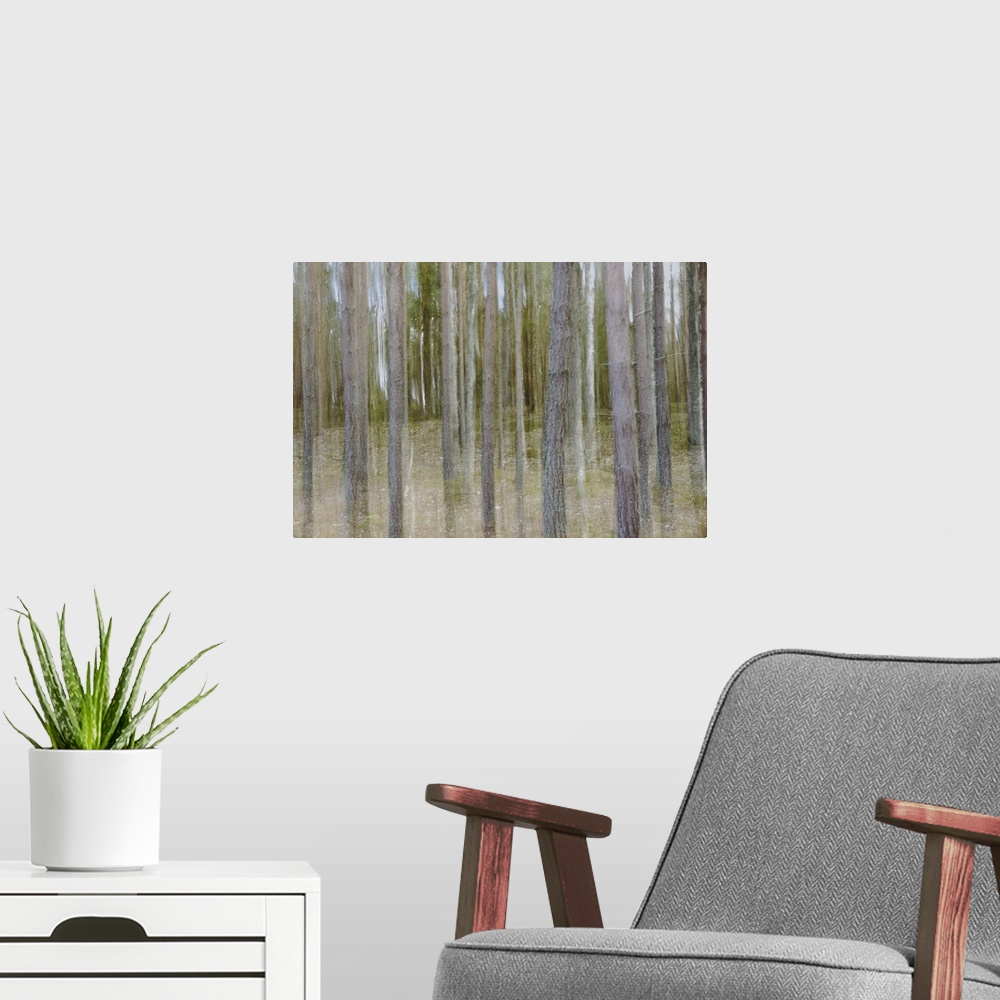 A modern room featuring Artistically blurred photo. A dark pine forest in Sweden. Always in a twilight.